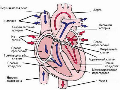 строения сердца схема
